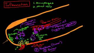 Physiology of Inflammation [upl. by Varian]