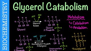 Glycerol Catabolism  Biochemistry [upl. by Nnaitsirhc]