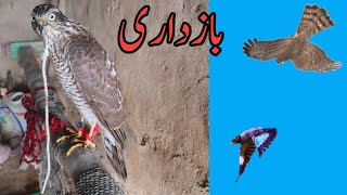 Sparrowhawk Hunting myna part 4  Falconry Attack [upl. by Tlevesoor]