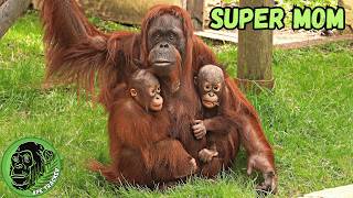 Super Mom Orangutan Has Handfuls Of Babies And Treats babyorangutan [upl. by Eltsyrhc]