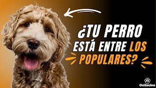 RAZAS DE PERROS MÁS POPULARES DEL 2024 [upl. by Blythe]