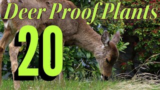 Top 20 DeerResistant Perennials Protect Your Garden From Hungry Deer [upl. by Francisco]