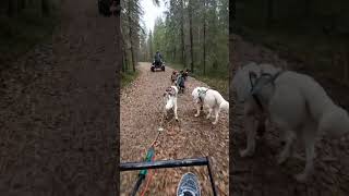 Husky ride in Rovaniemi  October 2024 [upl. by Hahsia]