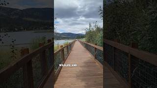 Stanfield Marsh Wildlife and Preserve in Big Bear California [upl. by Nylauqcaj]