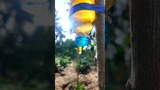 Drip water irrigation by water bottle💧🌱shortsirrigationpseudomonasselfwatering [upl. by Sualohcin269]