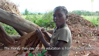 The impact of tobacco production on children´s rights in Zambia [upl. by Hardy]