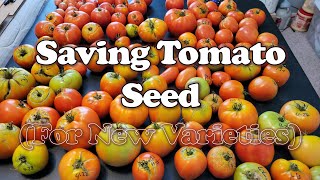 Saving Tomato Seed for New Varieties [upl. by Eedyaj]