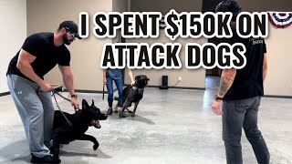 Spending 150K On Two Protection Dogs [upl. by Garfinkel]