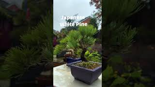 Japanese Black or White Pine Bonsai [upl. by Nattirb123]