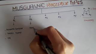 TYPES OF MUSCARINIC RECEPTORS WITH MNEMONIC [upl. by Milissa]