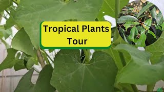 Tropical Plants Tour [upl. by Garceau]