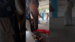 കൊച്ചുഗണേശൻ ആനയൂട്ട്Keralatravel179 ytshorts youtubeshorts shortfeed elephant [upl. by Hurley]