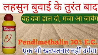 खरपतवारनाशक दवा पेंडीमेथालीन का प्रयोग कैसे करें Pendimethalin 30ECTata Panidasmartfarming [upl. by Goodrow]