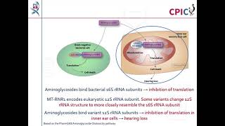 CPIC guideline for aminoglycoside antibiotics and MTRNR1 [upl. by Gemini539]