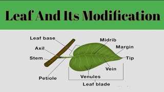 Leaf And Its Modification Leaf MorphologyPlant Systematic [upl. by Tommie]