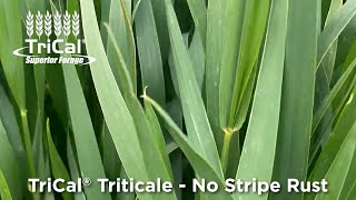 Triticale Comes Out On Top Wheat vs Triticale Disease Resistance [upl. by Sila]