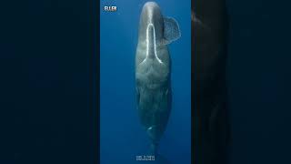 How do sperm whales sleep underwater shorts [upl. by Dnalrag807]