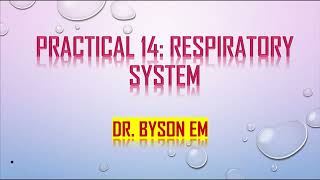 Respiratory System Histology  Lab 14  DrByson EM [upl. by Gemina]