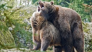 Nationalpark Bayer Wald BraunBären flirten und paaren sich Mating [upl. by Wehtam349]