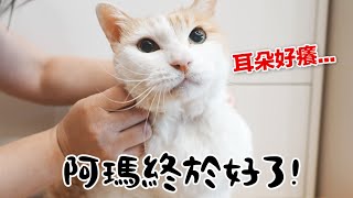 【黃阿瑪的後宮生活】阿瑪受傷終於好了！ [upl. by Richie779]