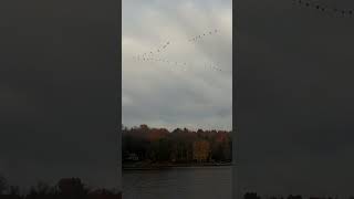 20241023 Canada geese [upl. by Attinahs]