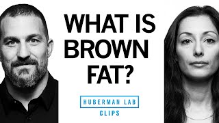 What Is Brown Fat Why Its Good amp How to Get It  Dr Susanna Søberg amp Dr Andrew Huberman [upl. by Wera]