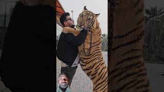 Tiger Wants to Kiss Me  Nouman Hassan [upl. by Iba]