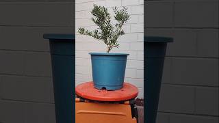 Bonsai Buxus Harlandii  Pruning wiring styling  PART 1 buxus harlandii pruning wiring bonsai [upl. by Leksehcey]