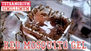 🐜 Tetramorium simillimum amp Żel z czerwonego komara ochotki [upl. by Letha]