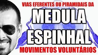 Medula Espinal Vias Eferentes Descendentes ou Piramidais  Sistema Nervoso  VideoAula 093 [upl. by Eiboh985]