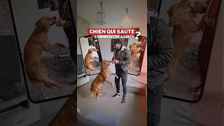 Mon CHIEN SAUTE  comment réagir [upl. by Nohtan]