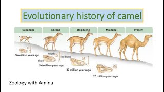 Evolutionary history of camel  ZoologywithAmina [upl. by Yarezed]