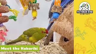 Kakariki Parrot  Victorian Bird Co [upl. by Li867]