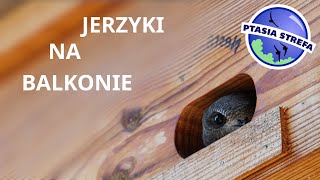 Jerzyki na balkonie [upl. by Kezer]