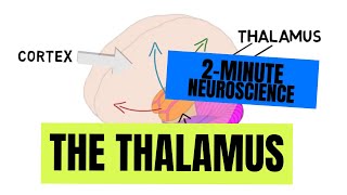 2Minute Neuroscience The Thalamus [upl. by Cowles]