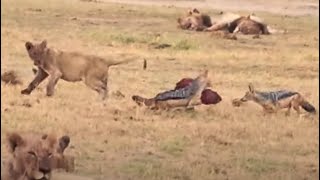 🥩 Meat Madness in Amboseli 🐺 Jackal Outfoxes Lions 🦁 Jackal Lion Amboseli Wildlife EpicFail [upl. by Eirb]