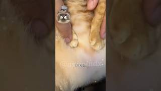 Aww kiss cat now😍shortvideo cat funnypets funny pets animindx catshorts [upl. by Kanal]