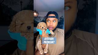 Do you like this poodle poodle puppy cutepet cutepuppy toypoodle shorts viral [upl. by Fassold]