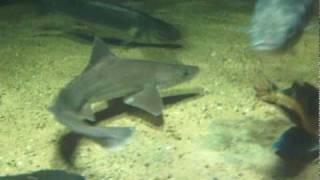 Zwartpuntrifhaaien  Blacktip reef sharks Zoo Antwerpen [upl. by Veronike]