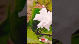 चमेली के पौधे की देखभाल कैसे करेंJasmine Flowers plantshorts viralshortytshortshortsfeedviral [upl. by Kcirdez]