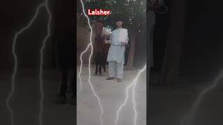 funnyhorseing punjabimusic equine funny horseridind punjabisong cowboy horseridding horse [upl. by Annawad]