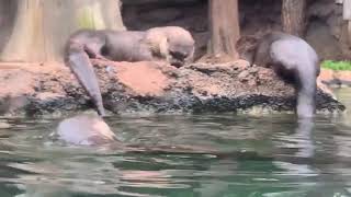 Otters eating breakfast [upl. by Karylin]