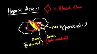 Liver Architecture Made Simple Classic Lobule Hepatic Lobule Heptaic Acinus [upl. by Savdeep366]