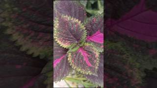 coleus different varieties cuttings propagation shortsvideo bloomwithsi [upl. by Sudaorb203]