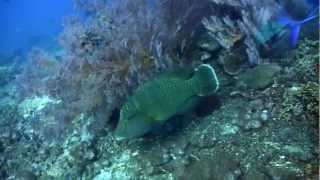 Diving Japanese Wreck Amed Bali Indonesia [upl. by Annaxor]