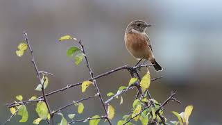 Female European Stonechat catching flies Crossness Nature Reserve 4k [upl. by Clarinda684]