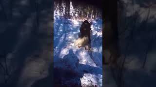 Horse vs wolf  horse wolf animalfight [upl. by Riba]