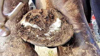 Poor horse Needs Help  Trimming Long Overgrown Hoof  So Satisfying  What Farriers See [upl. by Asela]