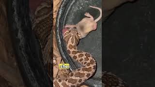 Hognose snake needs feeding assist [upl. by Dart]