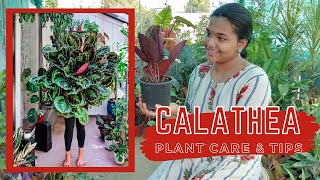 Calathea Plant Care  Rare Indoor Plant  In Tamil  Chennai Garden amp Decor [upl. by Narton]